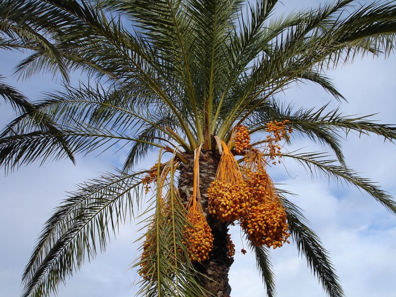 Datteri palma