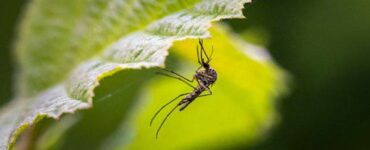 Piante repellenti contro le zanzare