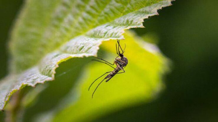 Piante repellenti contro le zanzare