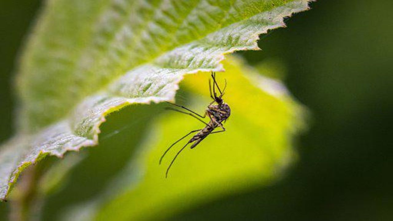 Piante repellenti