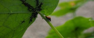 pidocchi sulle piante