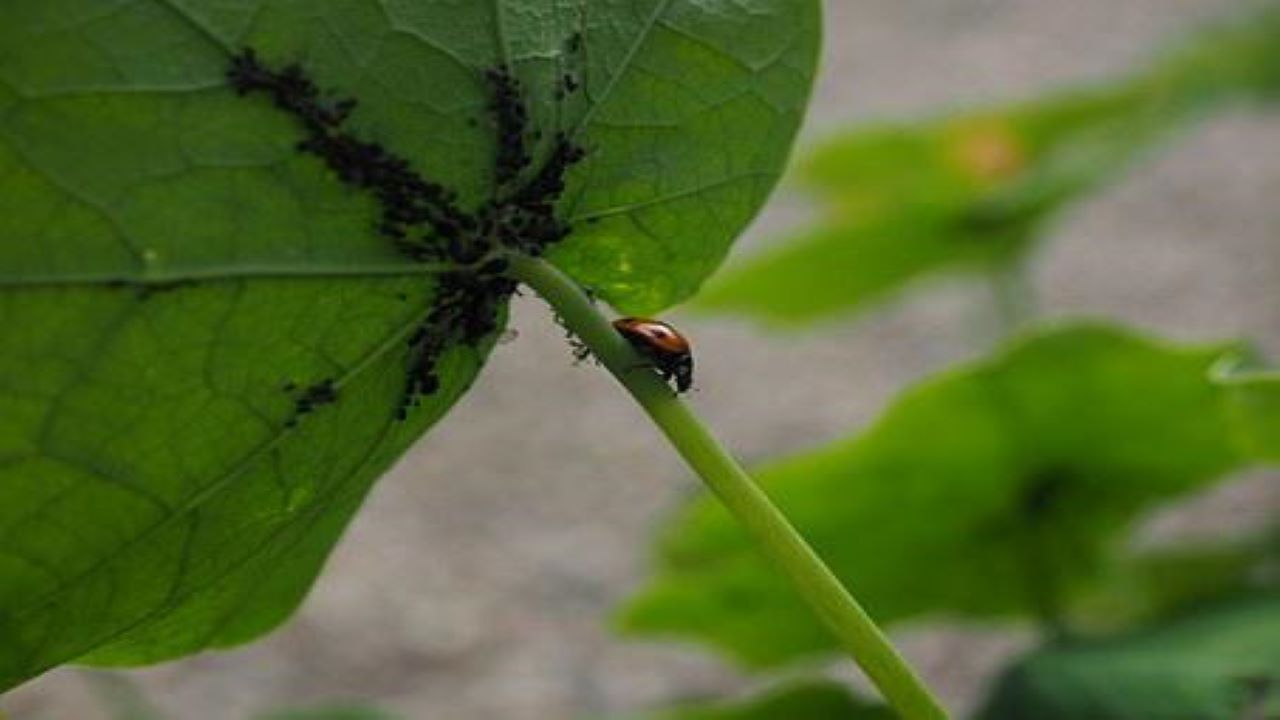 pidocchi delle piante 1