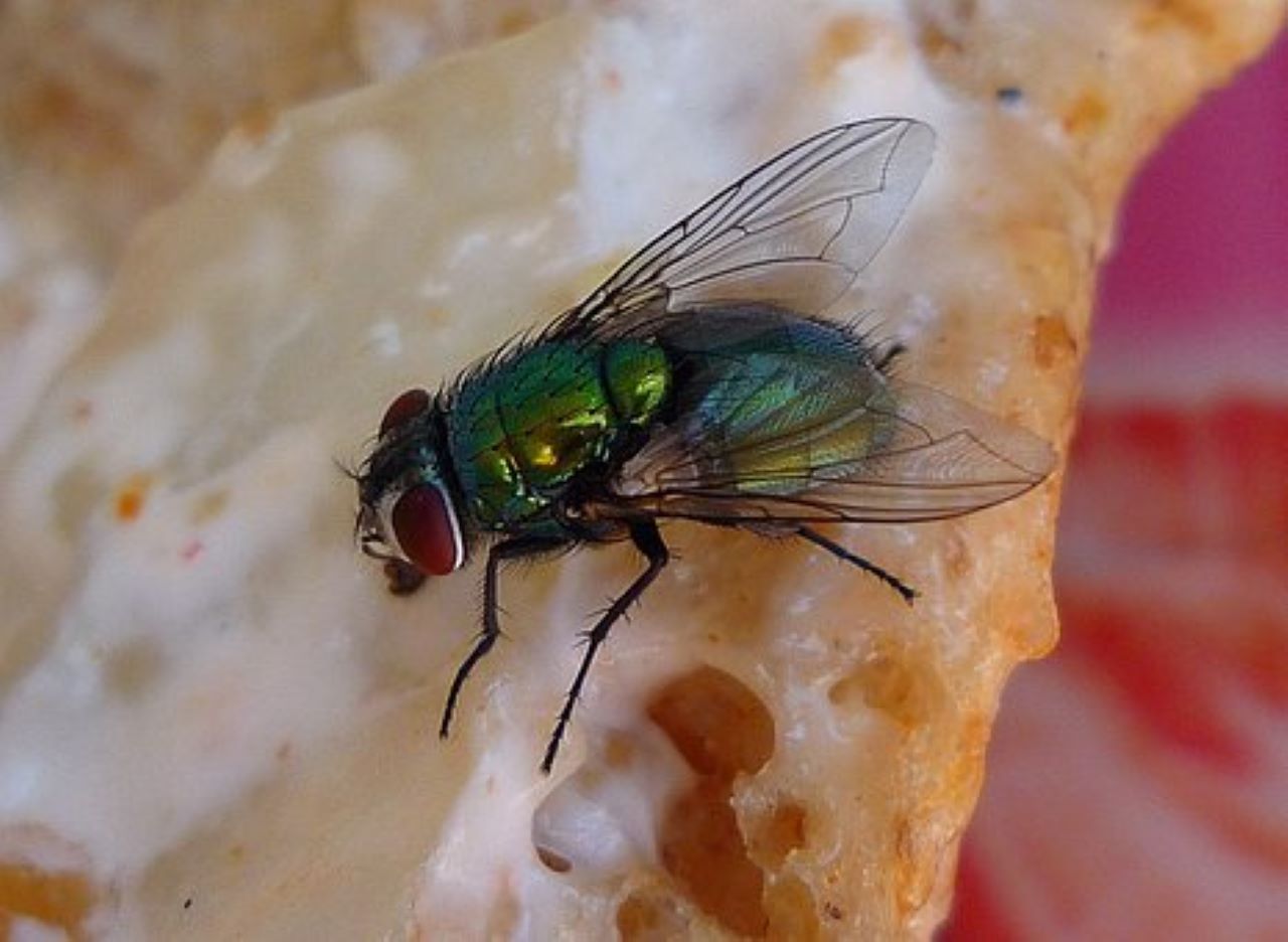 mosche su alimenti