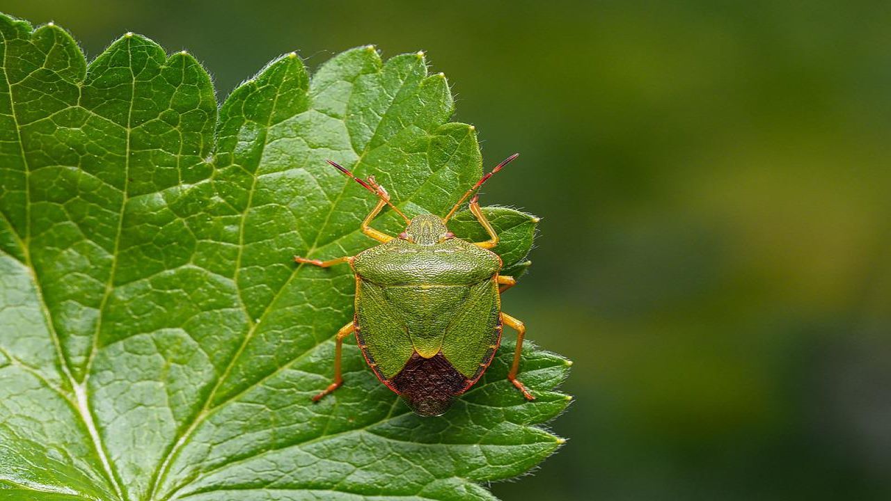 Foto di una cimice