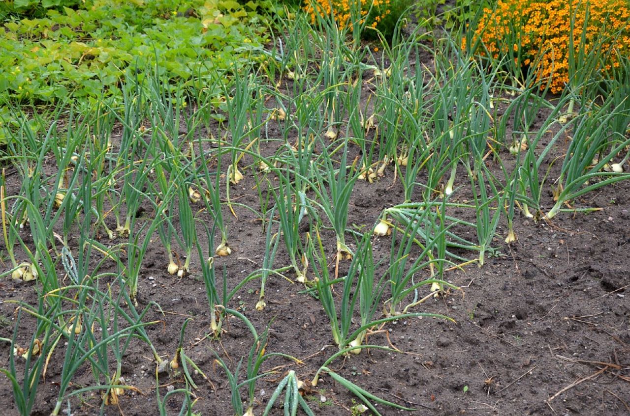 cipollotti campo