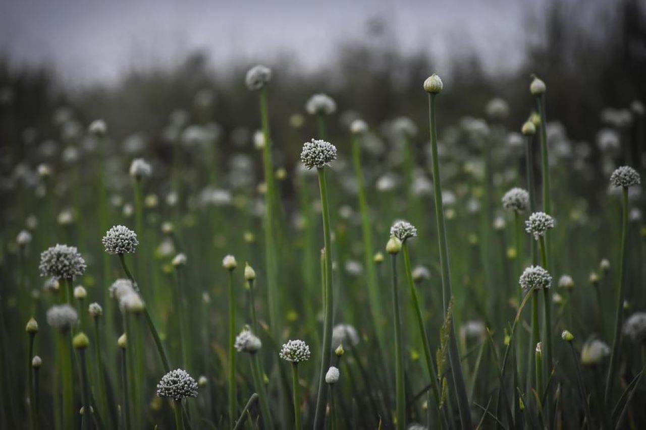 cipollotti fiore