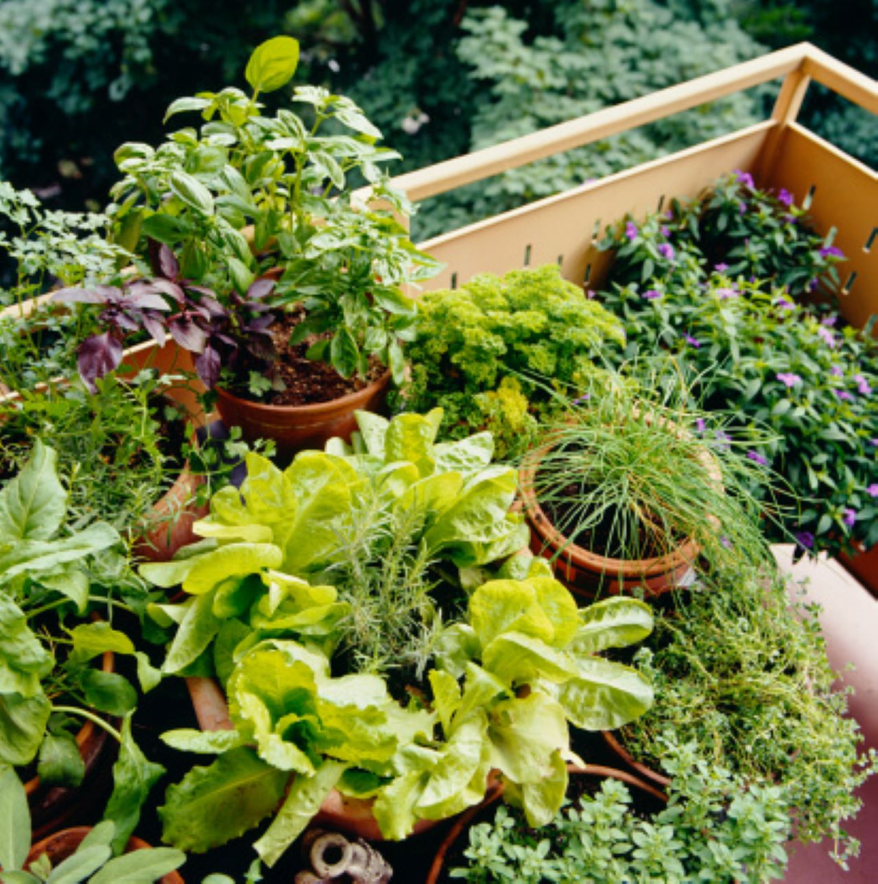 piante per orto sul balcone