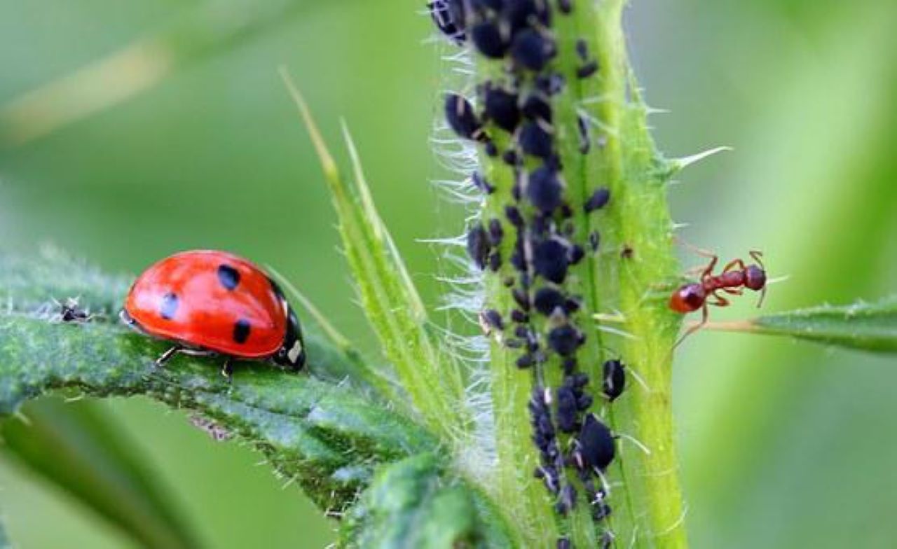 coccinella