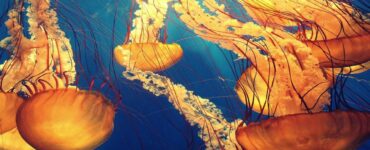 meduse