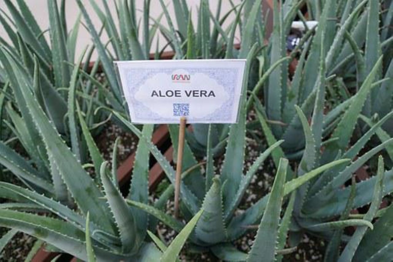 aloe vera coltivata