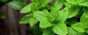 coltivare la menta