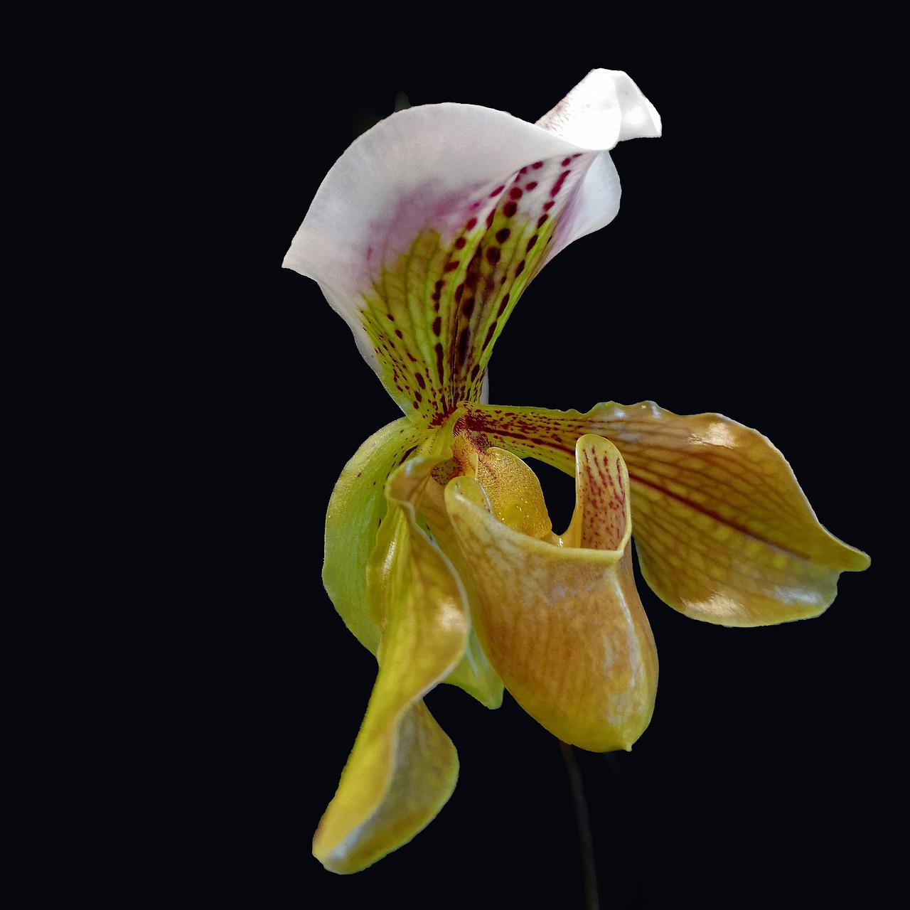 Paphiopedilum