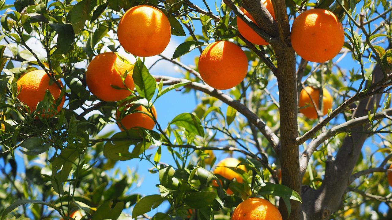 Alberi di arancio