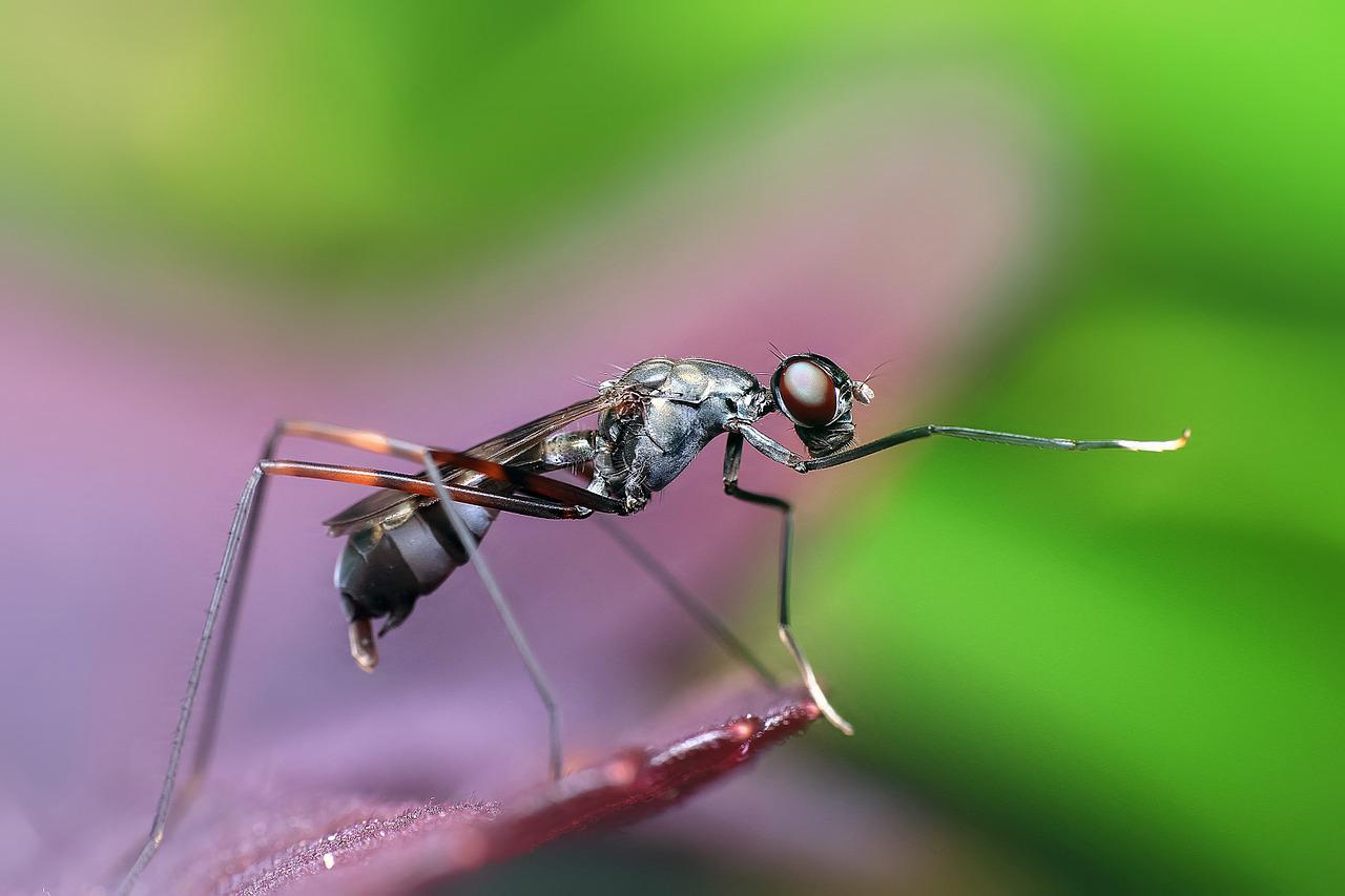 Primo piano formica