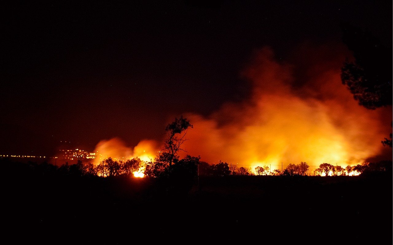 Foresta in fiamme