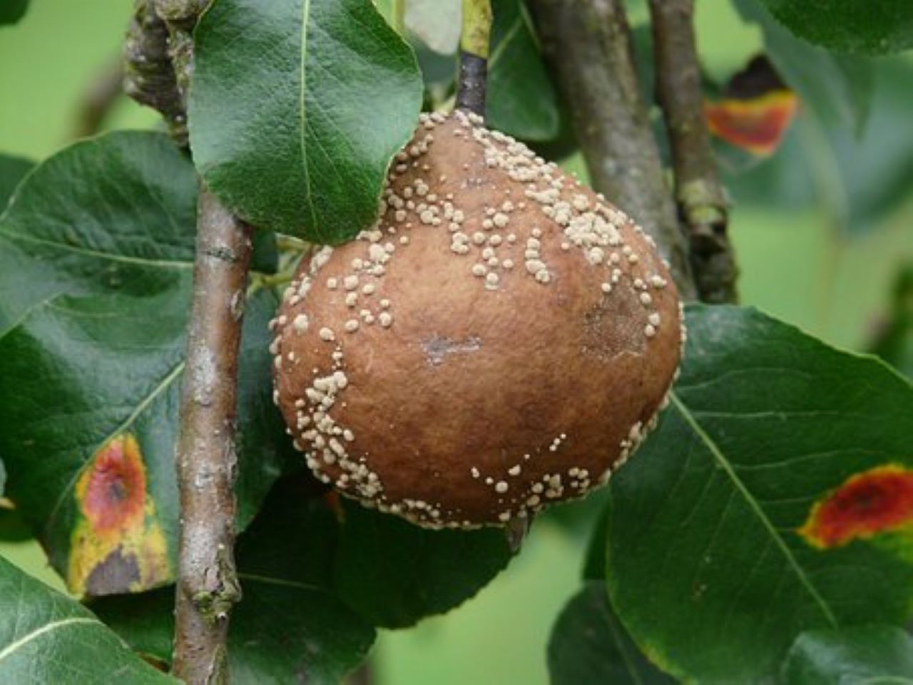 frutto attaccato da fungo Oidio