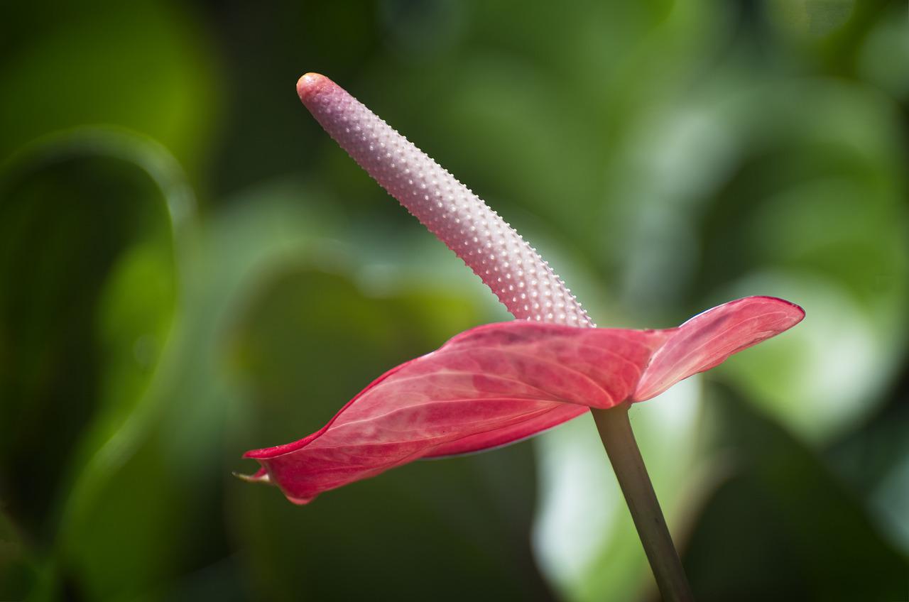 Specie di Anthurium