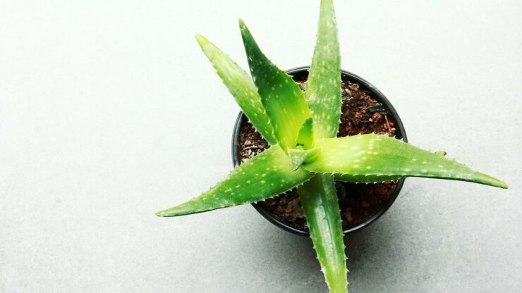 Aloe vera