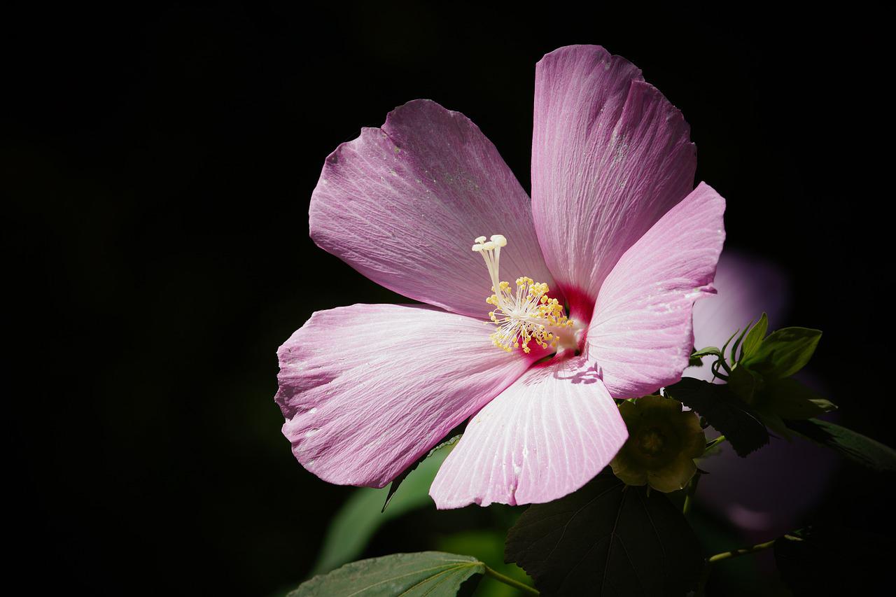 Pianta di ibisco