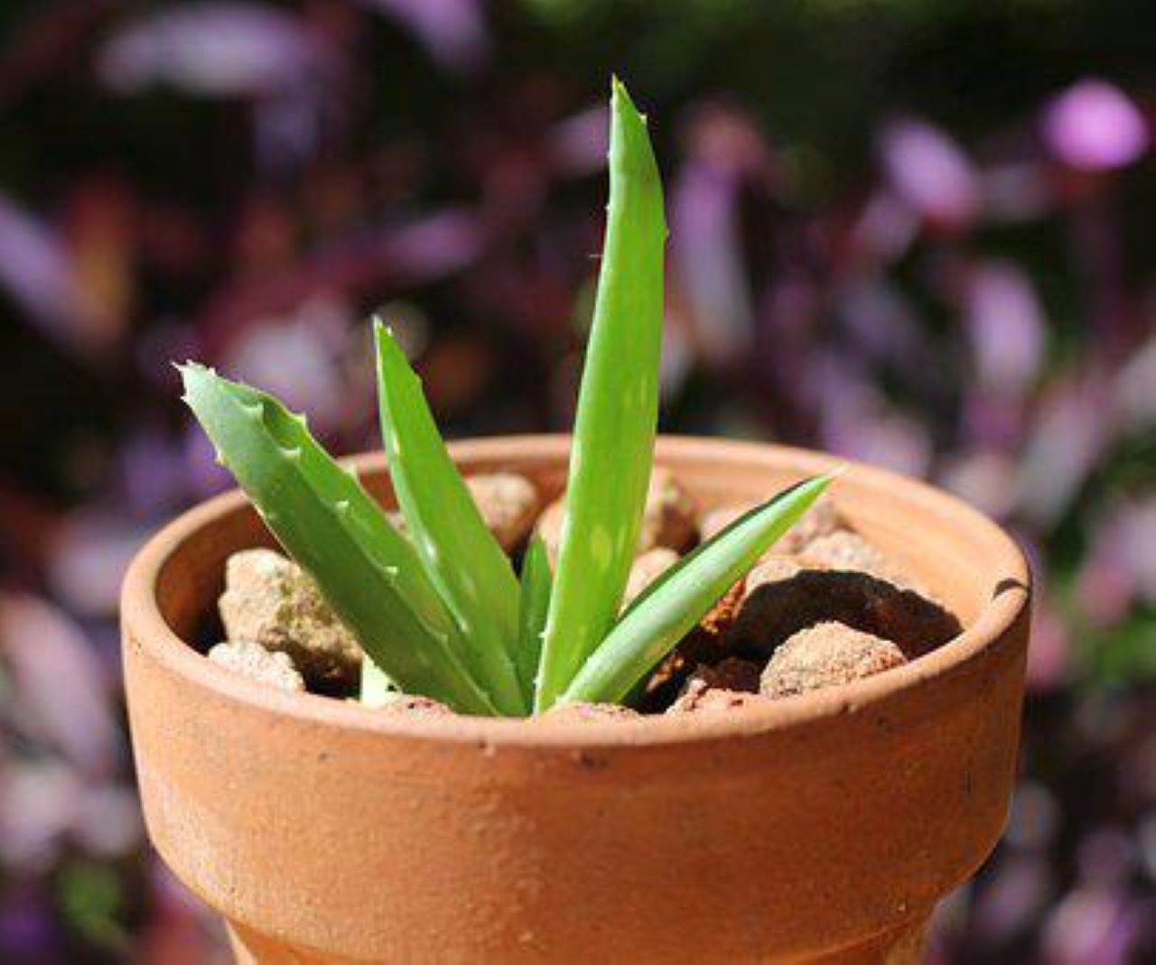 Piante grasse - aloe vera