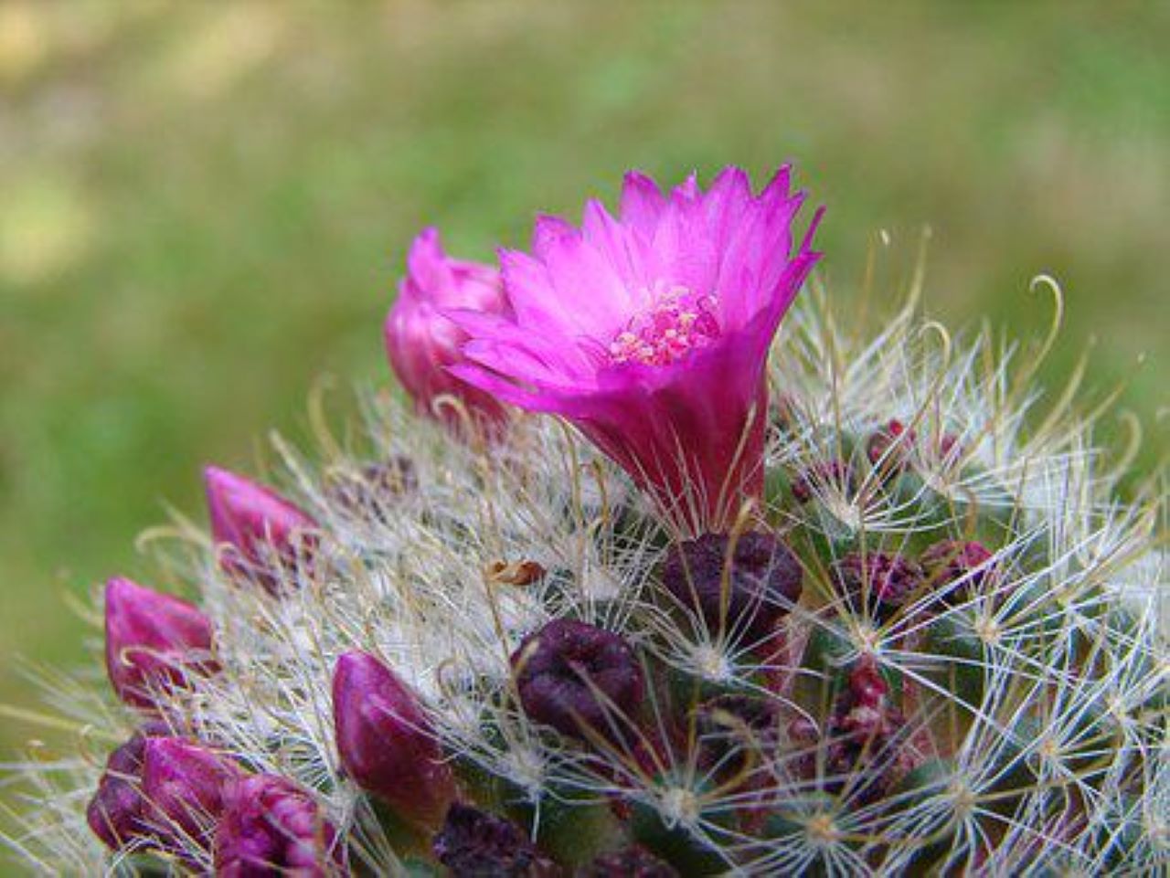 Piante grasse - mammellaria