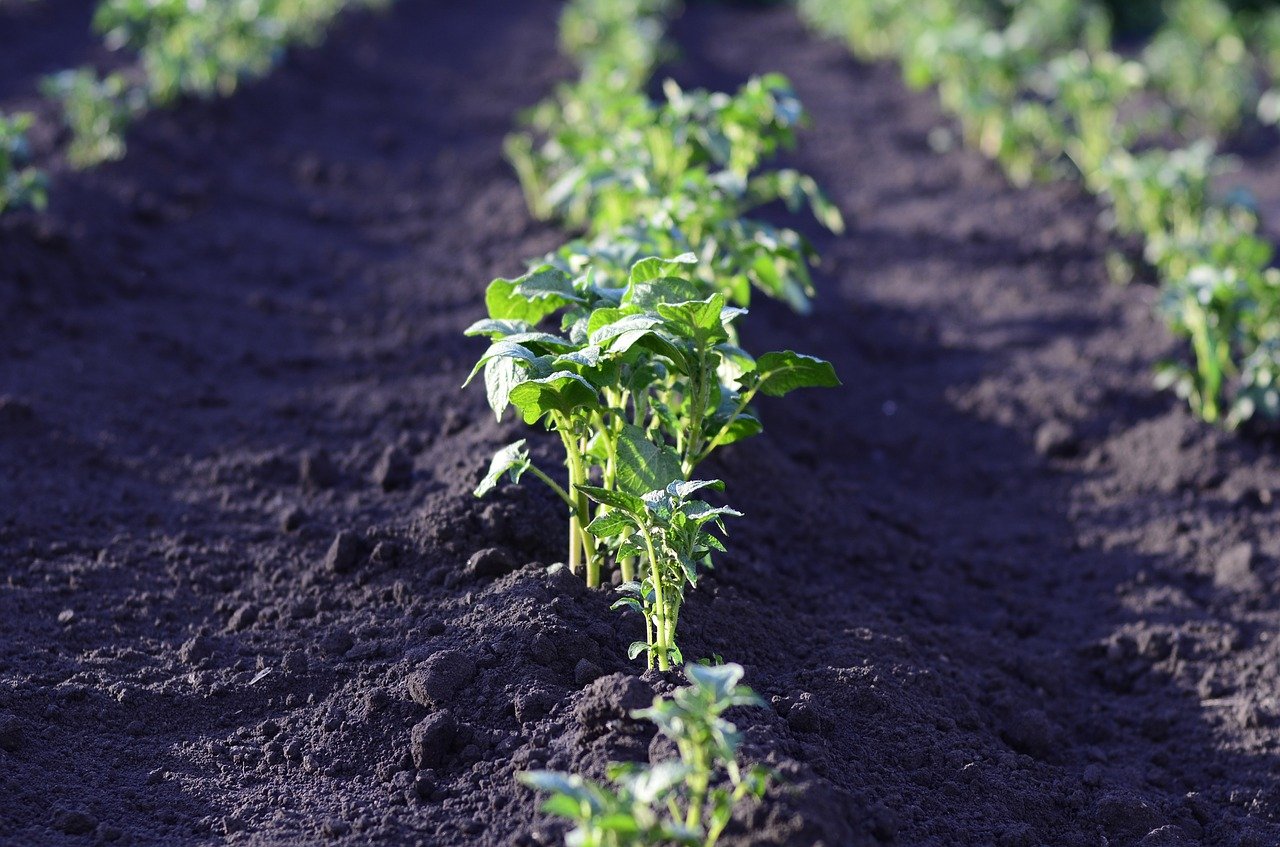 Campo di patate