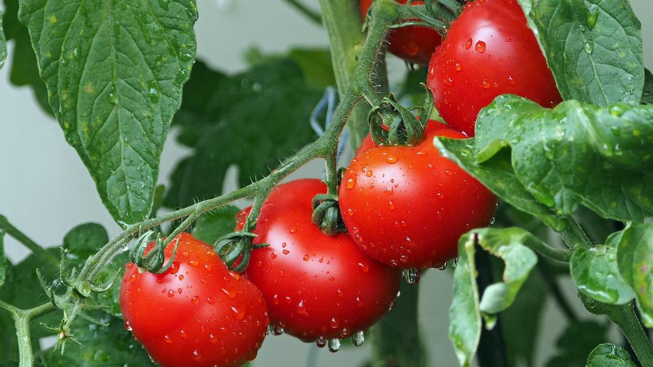 Coltivazione di pomodori