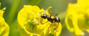 formica su fiore