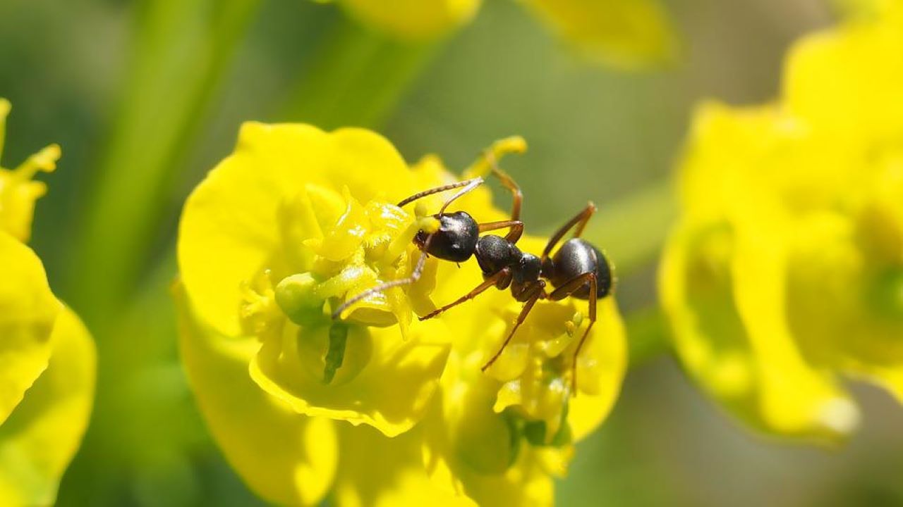 formica su fiore