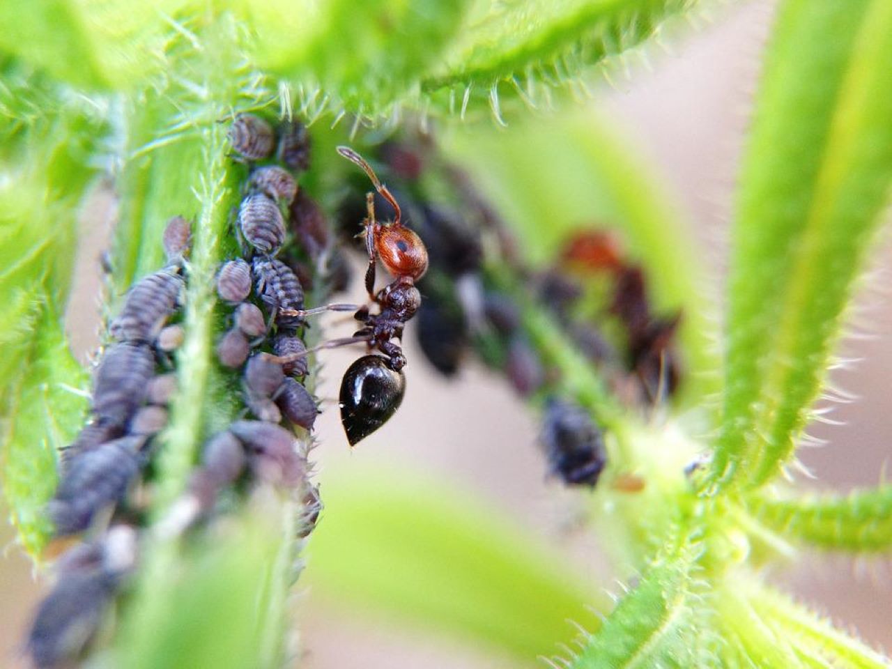 formica portatrice di parassiti