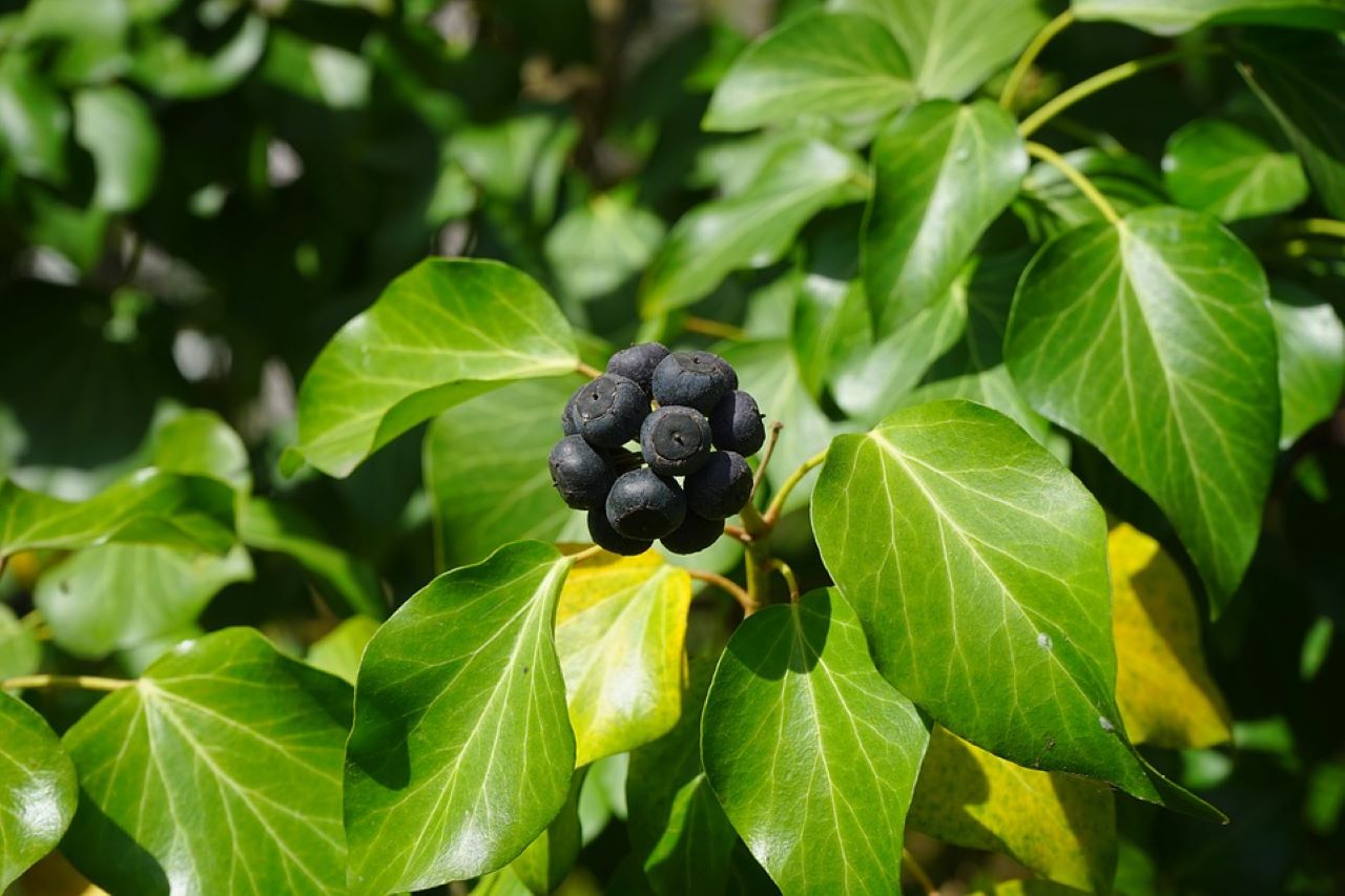 fiori di edera