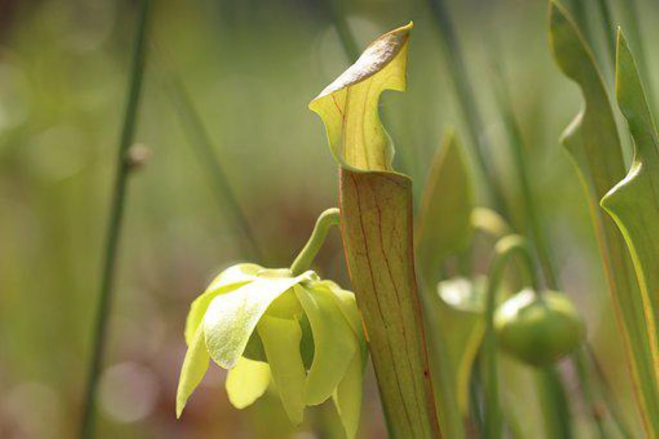 Pianta grassa Sarracenia