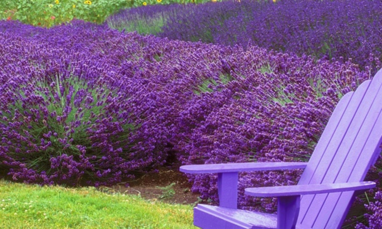 fiorire lavanda