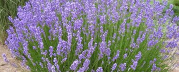 fiorire lavanda