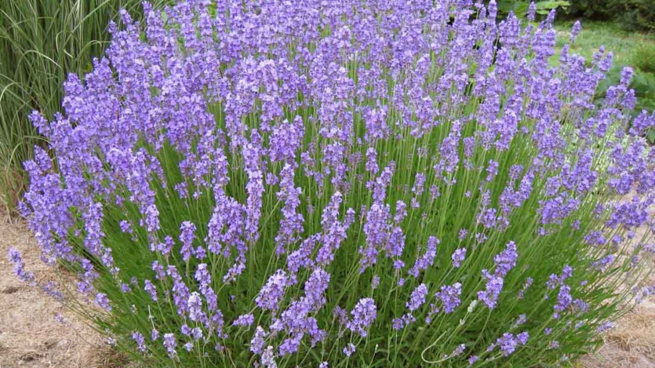 fiorire lavanda