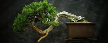 bonsai su sfondo scuro