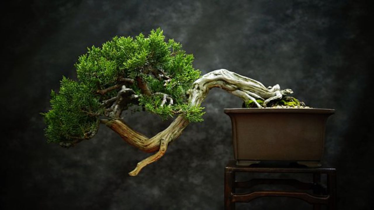 bonsai su sfondo scuro