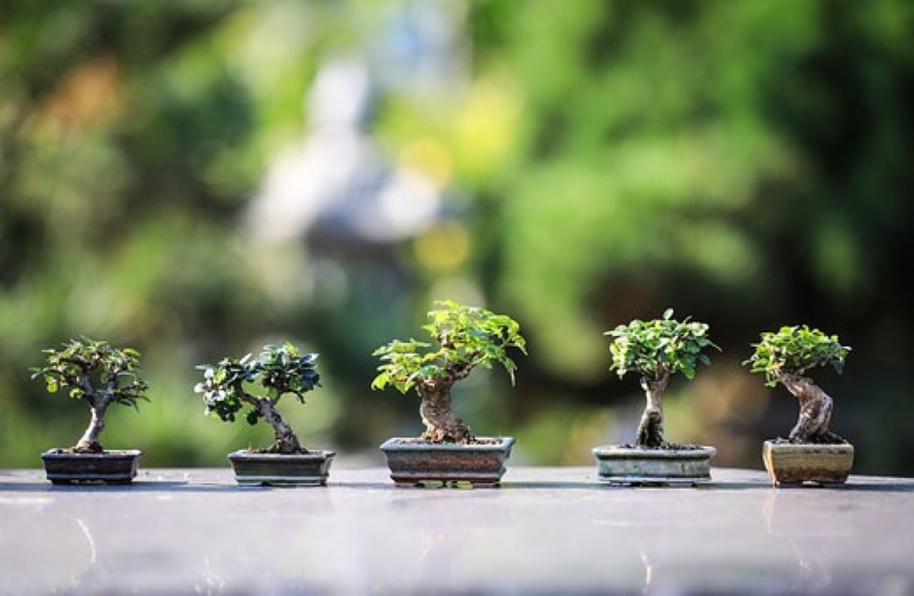 forme de i bonsai