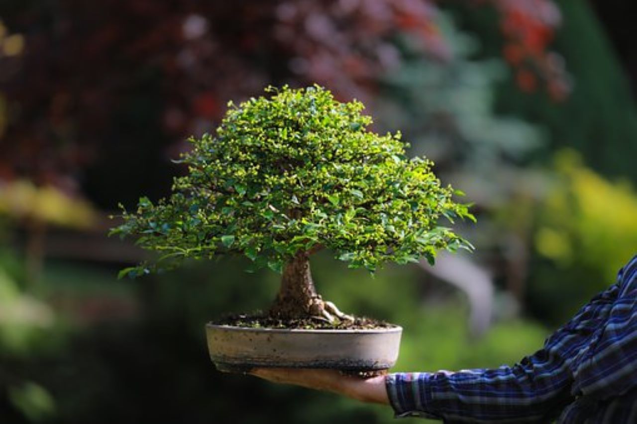 i bonsai cure necessarie