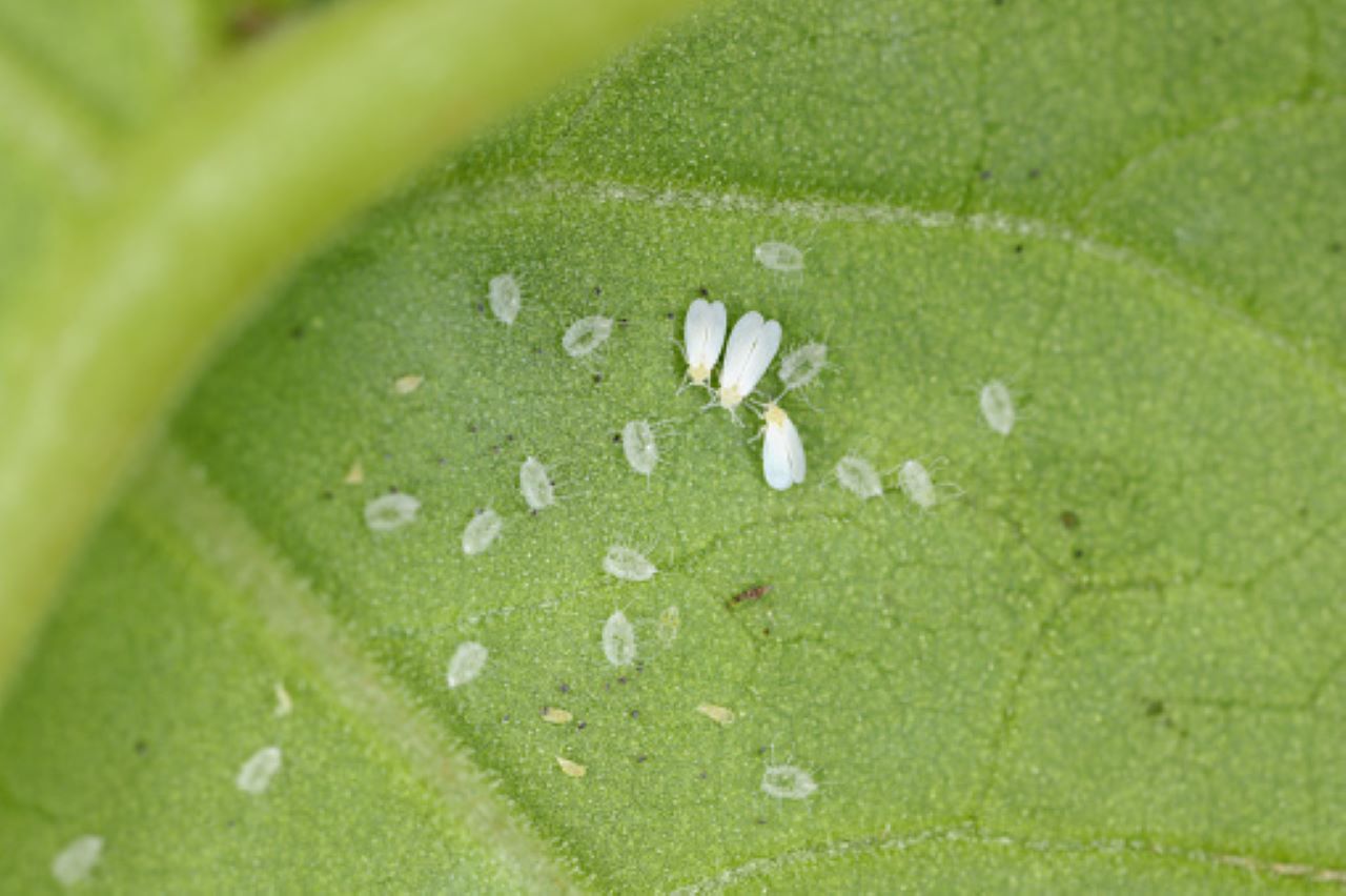 mosca bianca su foglia