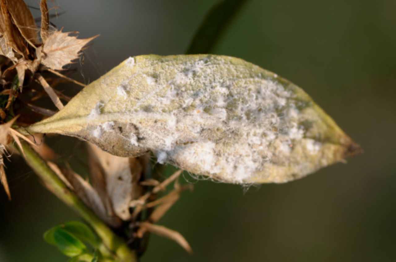 mosca bianca foglia danneggiata