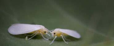 mosca bianca su foglia