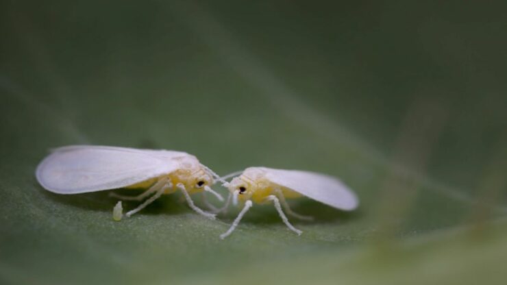 mosca bianca su foglia