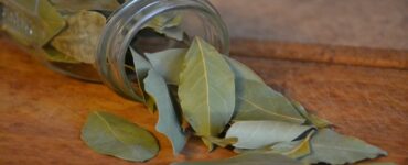 foglie di alloro secche