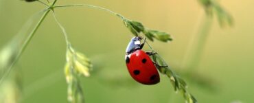 Coccinella su un ramoscello
