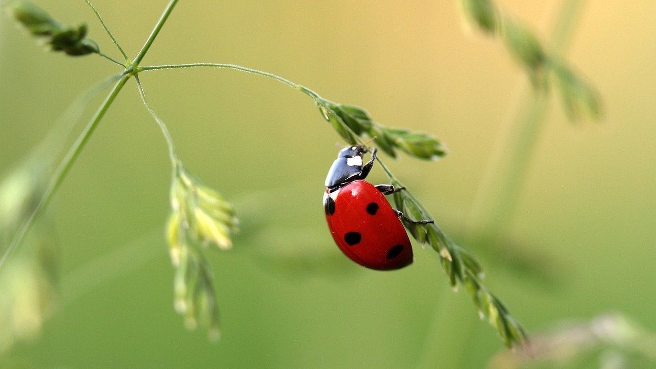 Coccinella su un ramoscello