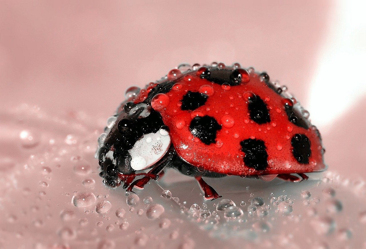 Primo piano coccinella