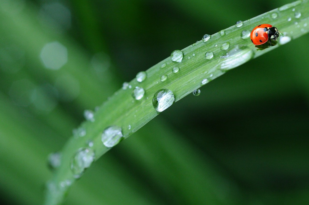 Coccinella su una foglia