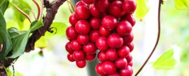 Schizandra