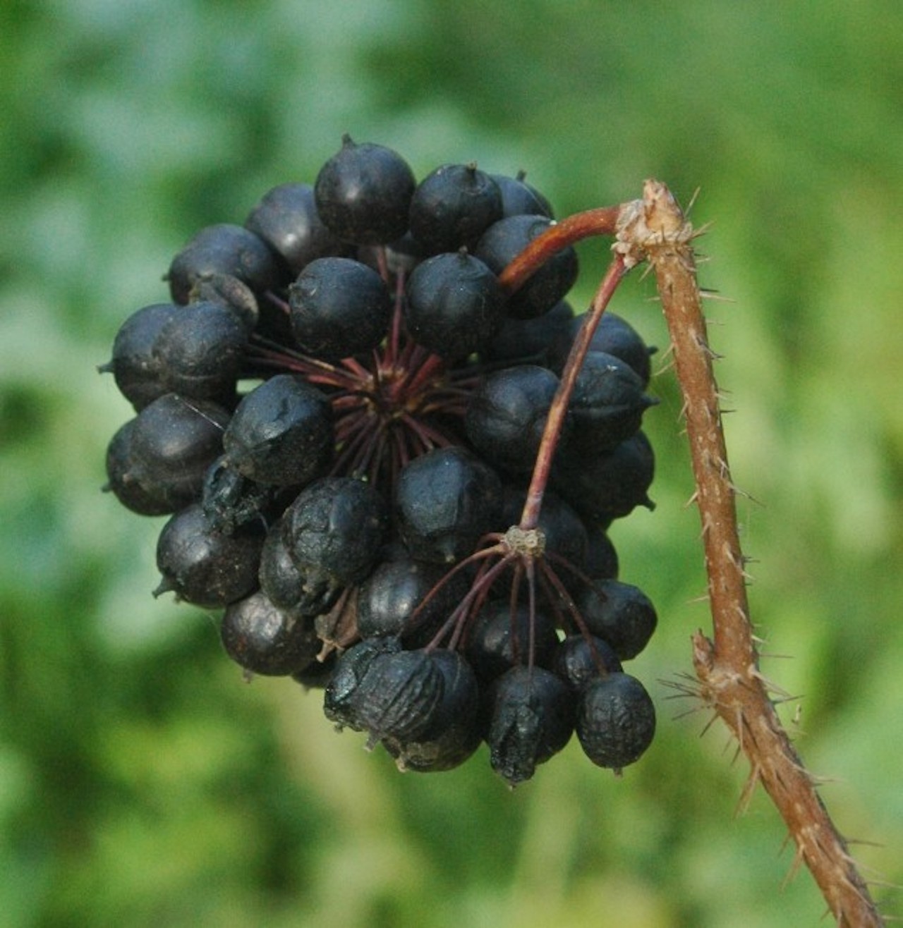 Ginseng siberiano